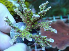 画像2: No.18 メデューサコモン (2)