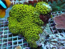 画像1: No.1  フィジー産 マメスナギンチャク ゴールドラッシュ　　【迫力ある大きめサイズ！】 (1)