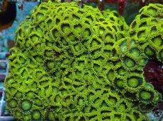 画像2: No.1  フィジー産 マメスナギンチャク ゴールドラッシュ　　【迫力ある大きめサイズ！】 (2)