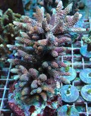 画像1: No.22 ハイマツミドリイシ (1)