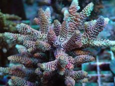 画像2: No.22 ハイマツミドリイシ (2)