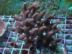 画像1: No.23 ハイマツミドリイシ (1)