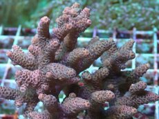 画像2: No.23 ハイマツミドリイシ (2)