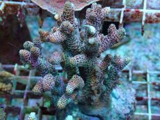 画像1: No.24 ハイマツミドリイシ (1)