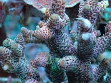 画像2: No.24 ハイマツミドリイシ (2)