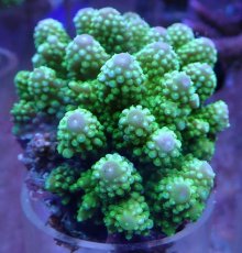 画像1: No.25 ユビミドリイシ (1)