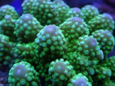 画像2: No.25 ユビミドリイシ (2)