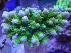 画像1: No.26 浅場ミドリイシ (1)