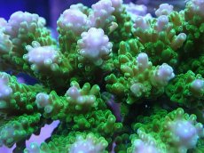 画像2: No.26 浅場ミドリイシ (2)