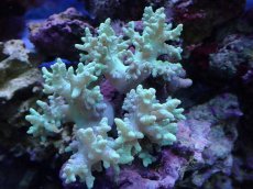 画像1: No.1 沖縄産 カタトサカsp キノコ付き (1)