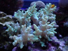 画像2: No.1 沖縄産 カタトサカsp キノコ付き (2)