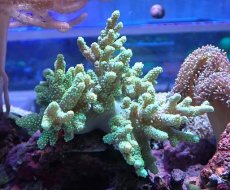 画像1: No.2 沖縄産 ナグラカタトサカ (1)