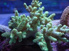 画像2: No.2 沖縄産 ナグラカタトサカ (2)