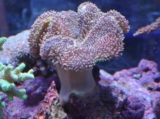 画像1: No.3 沖縄産 ウミキノコ (1)