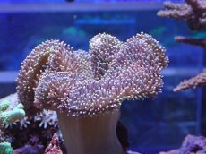 画像2: No.3 沖縄産 ウミキノコ (2)