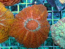 画像1: No.1 コハナガタサンゴ マルチカラー (1)