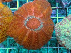 画像2: No.1 コハナガタサンゴ マルチカラー (2)