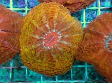 画像1: No.2 コハナガタサンゴ マルチカラー (1)