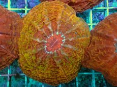 画像2: No.2 コハナガタサンゴ マルチカラー (2)