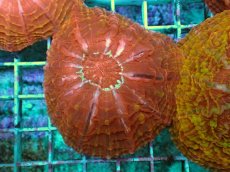 画像1: No.3 コハナガタサンゴ マルチカラー (1)