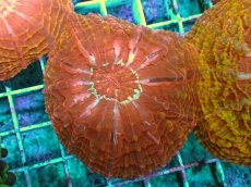 画像2: No.3 コハナガタサンゴ マルチカラー (2)