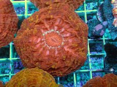 画像1: No.4 コハナガタサンゴ マルチカラー (1)