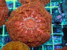 画像2: No.4 コハナガタサンゴ マルチカラー (2)