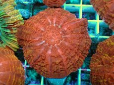 画像1: No.5 コハナガタサンゴ マルチカラー (1)