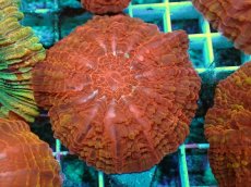 画像2: No.5 コハナガタサンゴ マルチカラー (2)