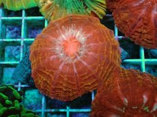 画像1: No.6 コハナガタサンゴ マルチカラー (1)