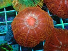 画像2: No.6 コハナガタサンゴ マルチカラー (2)