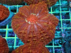 画像1: No.7 コハナガタサンゴ マルチカラー (1)