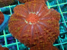 画像2: No.7 コハナガタサンゴ マルチカラー (2)