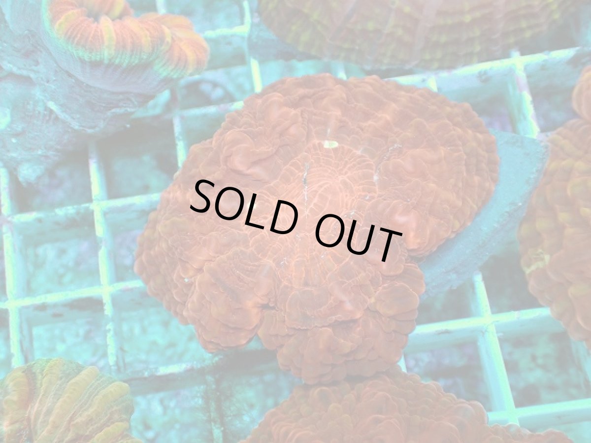 画像1: No.8 コハナガタサンゴ マルチカラー (1)