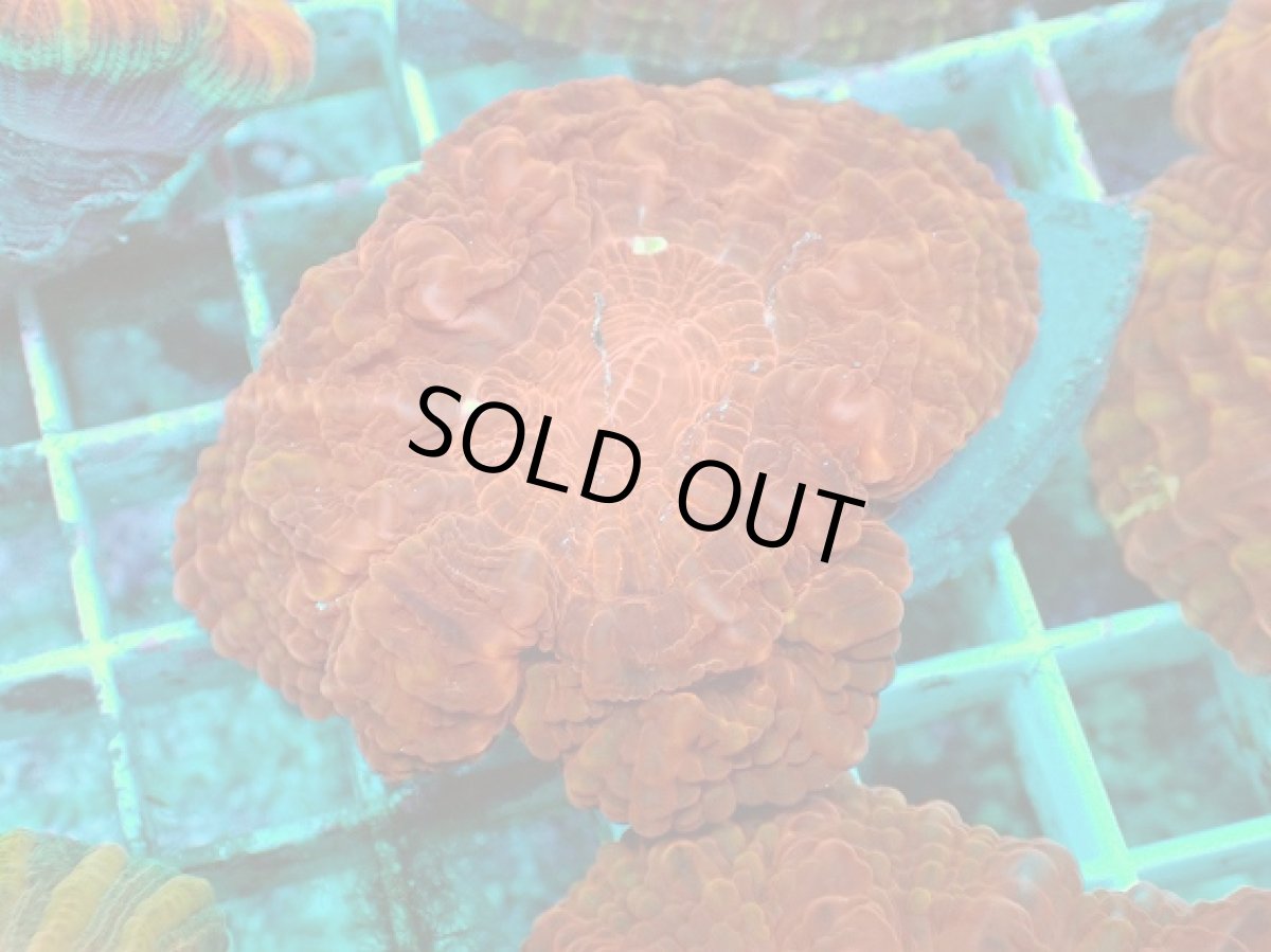 画像2: No.8 コハナガタサンゴ マルチカラー (2)