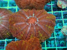 画像1: No.9 コハナガタサンゴ マルチカラー (1)