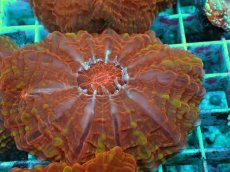 画像2: No.9 コハナガタサンゴ マルチカラー (2)