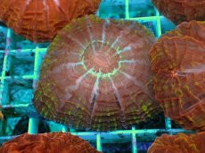 画像1: No.10 コハナガタサンゴ マルチカラー (1)