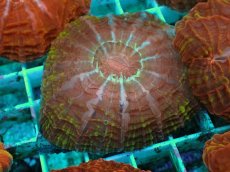 画像2: No.10 コハナガタサンゴ マルチカラー (2)