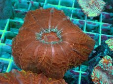 画像2: No.11 コハナガタサンゴ マルチカラー (2)