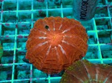 画像1: No.12 コハナガタサンゴ マルチカラー (1)