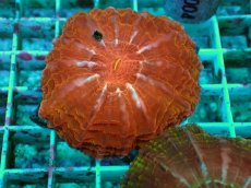 画像2: No.12 コハナガタサンゴ マルチカラー (2)