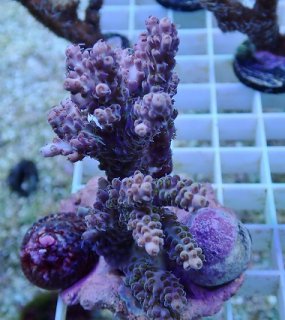 No.20 アザミハナガタサンゴ マルチカラーを買うならアクア