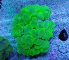 画像1: No.1 バブルコーラル メタリックグリーン (1)