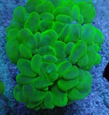 画像2: No.1 バブルコーラル メタリックグリーン (2)