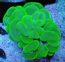 画像1: No.2 バブルコーラル メタリックグリーン (1)