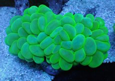 画像1: No.3 バブルコーラル メタリックグリーン (1)