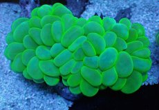 画像2: No.3 バブルコーラル メタリックグリーン (2)