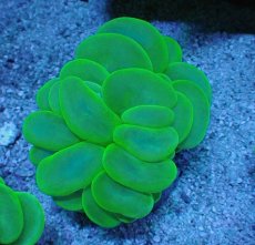 画像1: No.4 バブルコーラル メタリックグリーン (1)