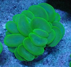 画像2: No.4 バブルコーラル メタリックグリーン (2)